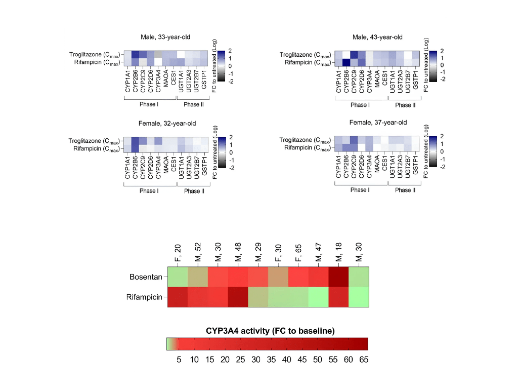 Interindividual variability in CYP induction and activity