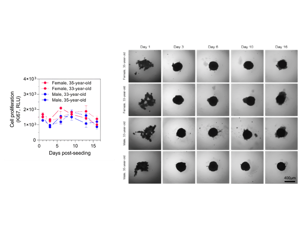 Controlled growth and long-term stability of liver spheroids